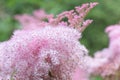 Queen-of-the-prairie Filipendula rubra Venusta, with pink flowers
